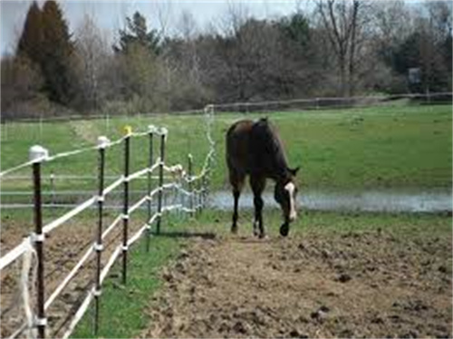 Painted Studded T Post